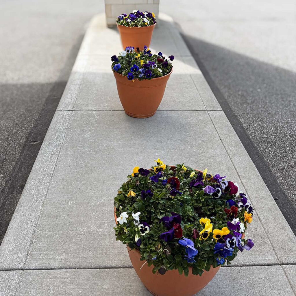 Three terra cotta colored planters overflow with flowers of many colors.